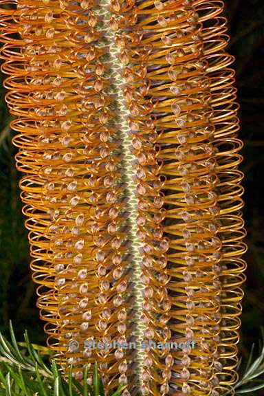 banksia ericafolia 3 graphic